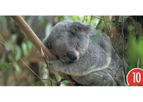 10-er Packung: Postkarte Koala 23x11 cm von GEO
