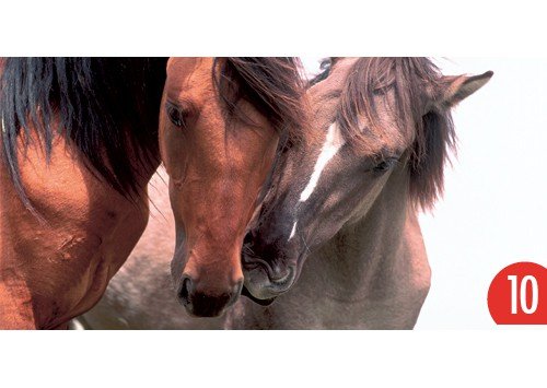 10-er Packung: Postkarte Pferde 23x11 cm von GEO