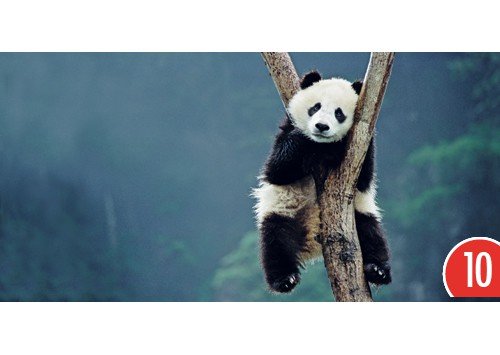 10-er Packung: XXL Postkarte Panda "Bambusfresser" von GEO