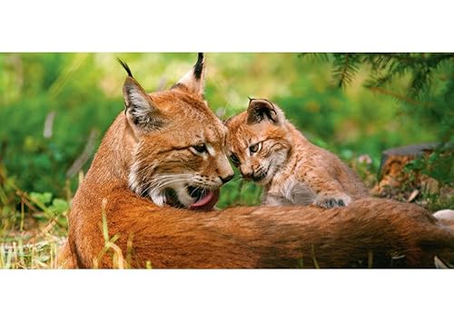 Postkarte PANORAMA +++ GEO von modern times +++ EUROPÄISCHER LUCHS * XXL +++ BK.EDITION GEO © LUDENBERG, Franz / Zoonar von GEO