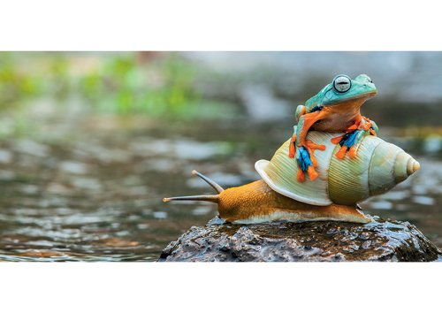 Postkarte PANORAMA +++ GEO von modern times +++ SCHNECKE & FROSCH * XXL +++ BK.EDITION GEO © Shutterstock von GEO