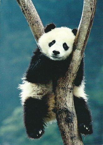 Postkarte Panda von GEO