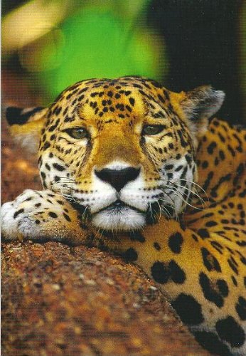 Postkarte Raubkatze Jaguar von GEO