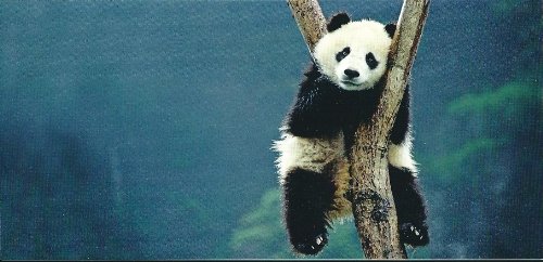 XXL Postkarte Panda "Bambusfresser" von GEO