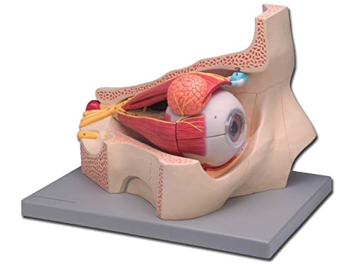 Gima - 11-teiliges anatomisches Modell des menschlichen Auges, 5X-Vergrößerung von GIMA