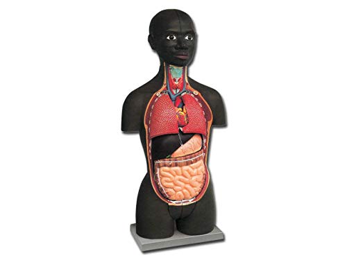 Gima - 16-teiliges, sehr Detailliertes, Afrikanisches, Zweigeschlechtliches Anatomisches Modell von Mini- Torso, 1/2X-Vergrößerung von GIMA