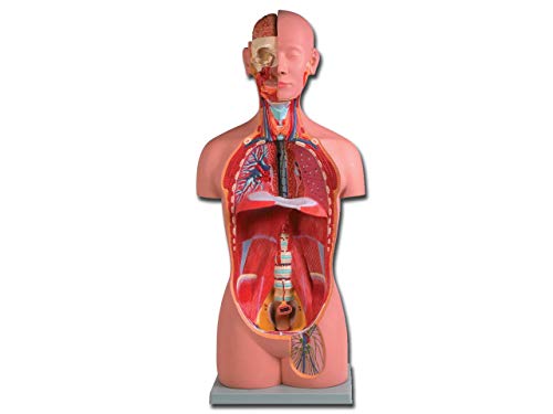 Gima - 16-teiliges, sehr Detailliertes Geschlechtsloses Anatomisches Modell der Torso des Menschen, 1X-Vergrößerung Gima - 16-teiliges, sehr Detailliertes Geschlechtsloses Anatomisches Modell der Torso des Menschen, 1X-Vergrößerung von GIMA