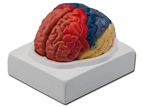 Gima - 2-teiliges anatomisches Modell des menschlichen Gehirns mit farbigen Gehirnregionen, 1X-Vergrößerung von GIMA