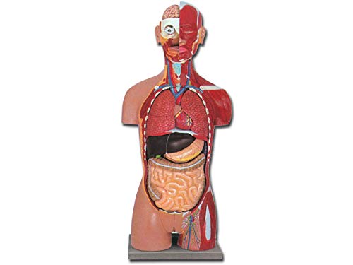 Gima - 28-teiliges, sehr Detailliertes, Zweigeschlechtliches Anatomisches Modell der Torsomuskulatur mit Geöffnetem Rücken, 1X-Vergrößerung von GIMA