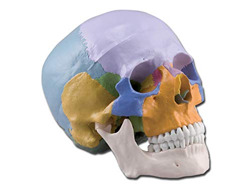 Gima - 3-teiliges, sehr detailliertes, farbiges anatomisches Modell des menschlichen Schädels, 1X-Vergrößerung von GIMA