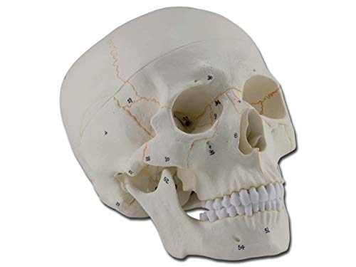 Gima - 3-teiliges, sehr detailliertes, nummeriertes anatomisches Modell des menschlichen Schädels, 1X-Vergrößerung von GIMA
