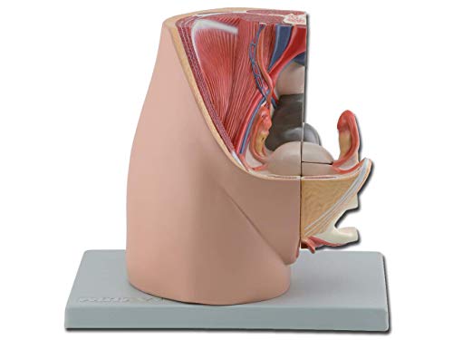 Gima - 3-teiliges Anatomisches Modell der Menschlichen Weiblichen Geschlechtsorgane, Zerlegtes Becken, 1X-Vergrößerung von GIMA