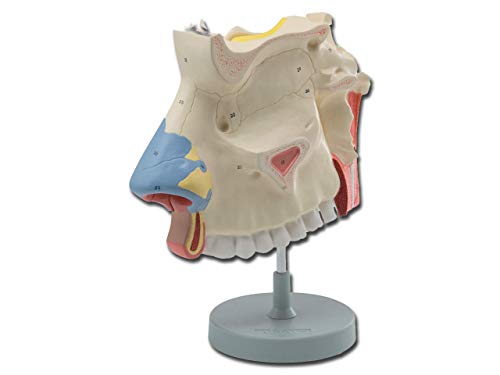 Gima - 3-teiliges anatomisches Modell der menschlichen Nasenhöhle, 3X-Vergrößerung von GIMA