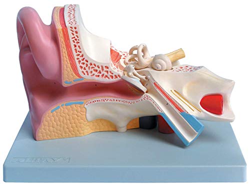 Gima -3-teiliges anatomisches Modell des menschlichen Ohrs, 3X-Vergrößerung von GIMA