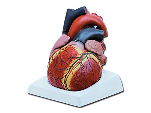 Gima - 4-teiliges, sehr Detailliertes, Zerlegtes, Dreidimensionales Anatomisches Modell des Menschlichen Herzens, 3X-Vergrößerung Gima - 4-teiliges, sehr Detailliertes, Zerlegtes, Dreidimensionales Anatomisches Modell des Menschlichen Herzens, 3X-Vergrößerung von GIMA