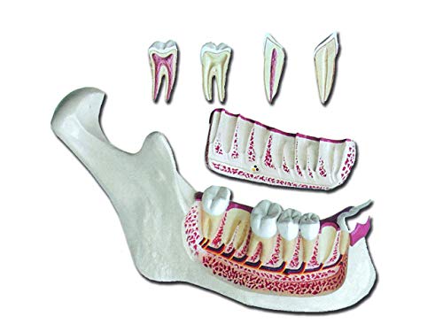 Gima - 6-teiliges, sehr detailliertes, anatomisches Modell von Unterkiefer, 3X-Vergrößerung von GIMA