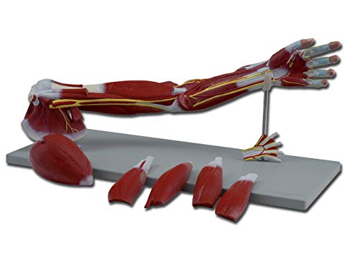 Gima - 7-teiliges, sehr Detailliertes Anatomisches Modell der Menschlichen Armmuskulatur, 1X-Vergrößerung von GIMA