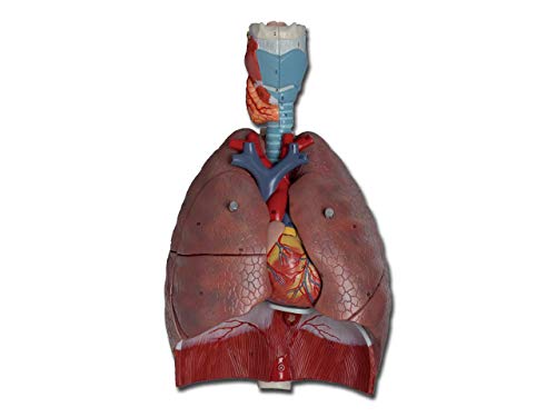 Gima - 7-teiliges anatomisches Modell des menschlichen Atmungssystems, 1X-Vergrößerung Gima - 7-teiliges anatomisches Modell des menschlichen Atmungssystems, 1X-Vergrößerung von GIMA