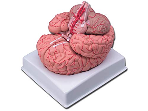 Gima - 9-teiliges, detailliertes anatomisches Modell des menschlichen Gehirns mit Arterien, 1X-Vergrößerung von GIMA
