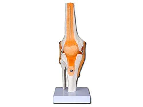 Gima - Anatomisches Modell von Knie, Gelenken und Bändern, Value-Linie, 1X-Vergrößerung von GIMA
