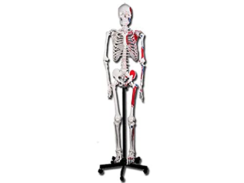 Gima - Menschliches Muskelskelett-Modell, Value-Linie, mit beweglichen Gelenken und abtrennbaren Gliedern, für Ausbildung, Praxen und Studenten, H 180 cm von GIMA