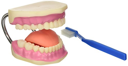 Gima - Mundmodell zur Dentalhygiene mit Zahnbürste, Value-Linie, 3X-Vergrößerung von GIMA