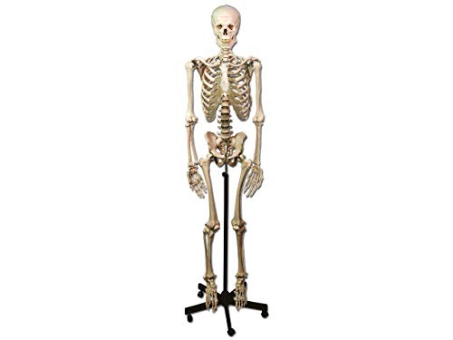 Gima - Sehr detailliertes, anatomisches Modell eines menschlichen Skeletts, 1X-Vergrößerung von GIMA