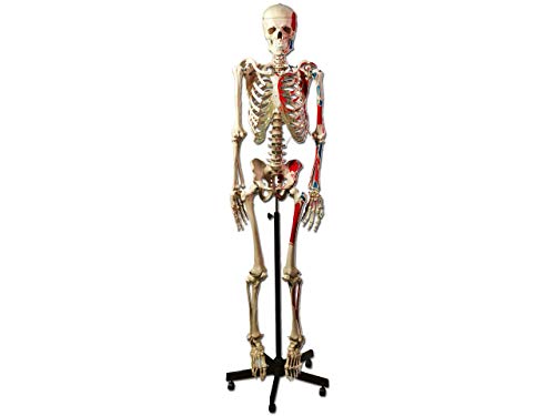 Gima - Sehr detailliertes anatomisches menschliches Muskel-Skelettmodell mit farbigen Herkunfts- und Befestigungspunkten, 1X-Vergrößerung von GIMA