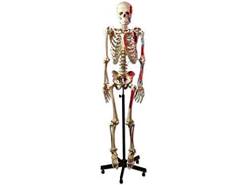 Gima - Sehr detailliertes anatomisches menschliches Muskel-Skelettmodell mit farbigen Herkunfts- und Befestigungspunkten, 1X-Vergrößerung Gima - Sehr detailliertes anatomisches menschliches Muskel-Skelettmodell mit farbigen Herkunfts- und Befestigungspunkten, 1X-Vergrößerung von GIMA