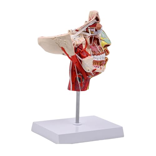 Human Chops T Scials Gefäßnerv Blutgefäße Model Human Halb Head Model Lehrenhilfe Menschlicher Anatomischer Modell Human Chops T Scials Gefäßnerv Blutgefäße Model Human Halb Head Model Lehrenhilfe Menschlicher Anatomischer Modell von GMBYLBY