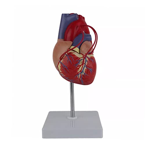 Menschliches Herz Anatomie Modell 1:1 Lebensgröße mit Displayhalter für Herzstudie Herz Bypass Demonstration Herz Anatomie Modell von GMBYLBY