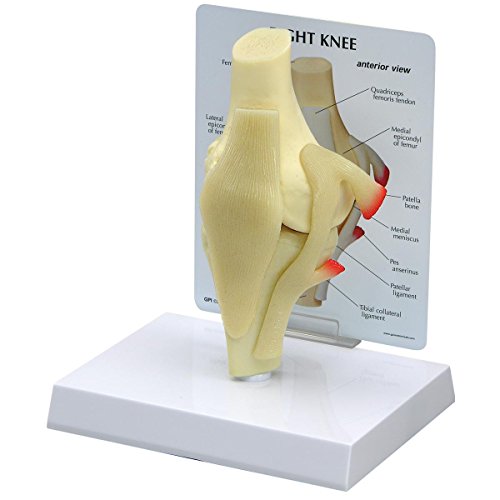 GPI Anatomicals 1000 Einfaches Kniemodell von 3B Scientific