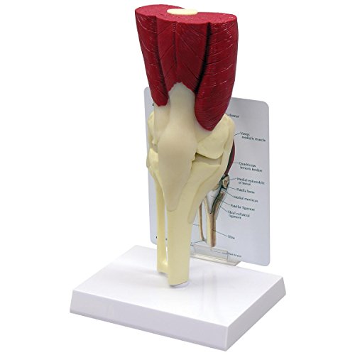 GPI Anatomicals 1060 Knie Modell mit Muskeln GPI Anatomicals 1060 Knie Modell mit Muskeln von 3B Scientific