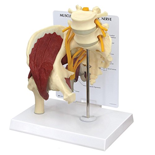 GPI Anatomicals 1311 Hüfte mit Muskeln und Ischiasnerv GPI Anatomicals 1311 Hüfte mit Muskeln und Ischiasnerv von 3B Scientific