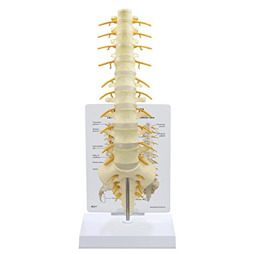 GPI Anatomicals 1510 Kreuzbein T8 Modell von 3B Scientific