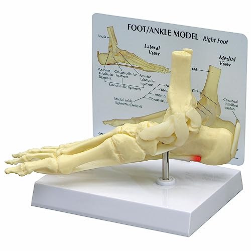 GPI Anatomicals 1980 Fuß und Knöchel Knochenmodell von 3B Scientific