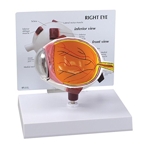 GPI Anatomicals 2750 Auge Modell GPI Anatomicals 2750 Auge Modell von GPI Anatomicals