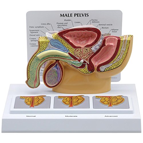 GPI Anatomicals 3551 Becken männlich Modell mit Prostata, 3D GPI Anatomicals 3551 Becken männlich Modell mit Prostata, 3D von 3B Scientific