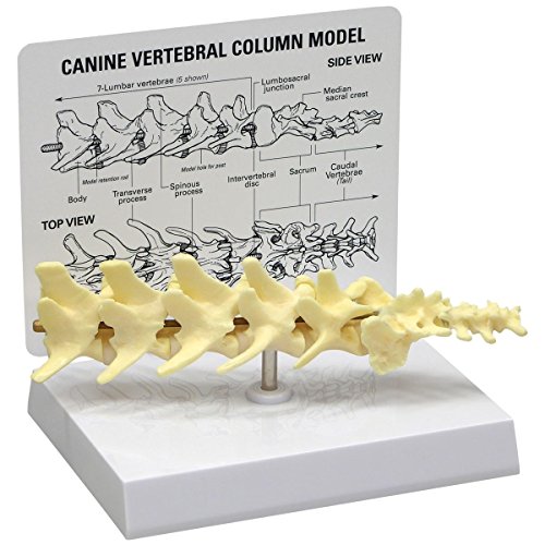 GPI Anatomicals W33353 Hund Wirbelmodell von 3B Scientific