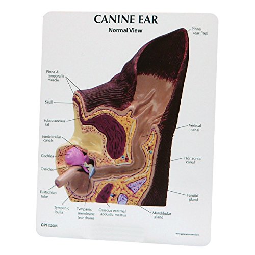 GPI Anatomicals W47850 Hund Ohrmodell von 3B Scientific