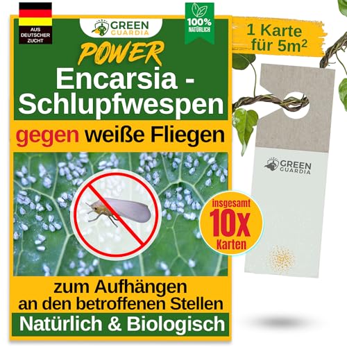GREEN GUARDIA Encarsia Schlupfwespen gegen weiße Fliege – 10x Karten für 50m² - Natürlich weiße Fliegen bekämpfen, ideal für Innenräume & Gewächshaus, chemiefrei & sicher GREEN GUARDIA Encarsia Schlupfwespen gegen weiße Fliege – 10x Karten für 50m² - Natürlich weiße Fliegen bekämpfen, ideal für Innenräume & Gewächshaus, chemiefrei & sicher von GREEN GUARDIA
