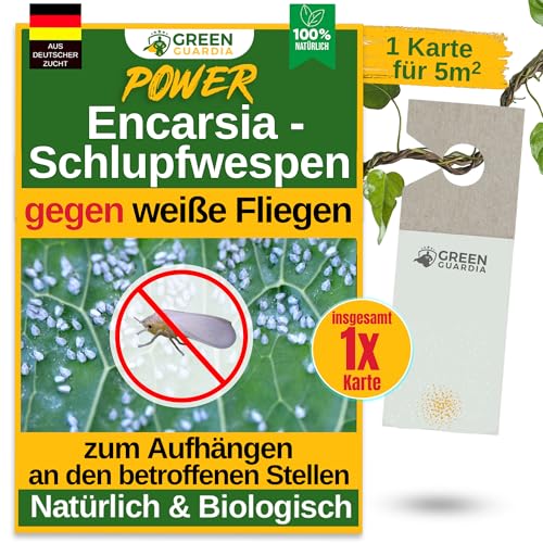 GREEN GUARDIA Encarsia Schlupfwespen gegen weiße Fliege – 1x Karte für 5m² - Natürlich weiße Fliegen bekämpfen, ideal für Innenräume & Gewächshaus, chemiefrei & sicher GREEN GUARDIA Encarsia Schlupfwespen gegen weiße Fliege – 1x Karte für 5m² - Natürlich weiße Fliegen bekämpfen, ideal für Innenräume & Gewächshaus, chemiefrei & sicher von GREEN GUARDIA