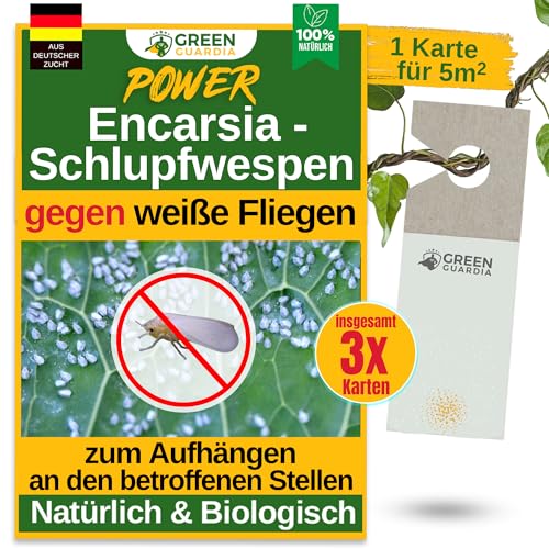 GREEN GUARDIA Encarsia Schlupfwespen gegen weiße Fliege – 3x Karten für 15m² - Natürlich weiße Fliegen bekämpfen, ideal für Innenräume & Gewächshaus, chemiefrei & sicher GREEN GUARDIA Encarsia Schlupfwespen gegen weiße Fliege – 3x Karten für 15m² - Natürlich weiße Fliegen bekämpfen, ideal für Innenräume & Gewächshaus, chemiefrei & sicher von GREEN GUARDIA