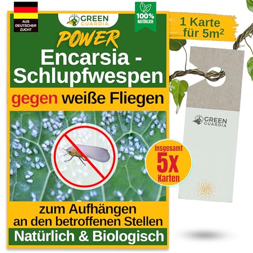 GREEN GUARDIA Encarsia Schlupfwespen gegen weiße Fliege – 5x Karten für 25m² - Natürlich weiße Fliegen bekämpfen, ideal für Innenräume & Gewächshaus, chemiefrei & sicher GREEN GUARDIA Encarsia Schlupfwespen gegen weiße Fliege – 5x Karten für 25m² - Natürlich weiße Fliegen bekämpfen, ideal für Innenräume & Gewächshaus, chemiefrei & sicher von GREEN GUARDIA