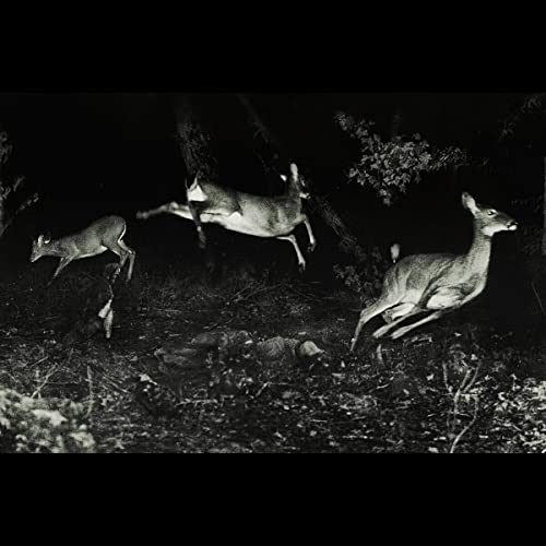 The trees were buzzing, and the grass. von Houndstooth