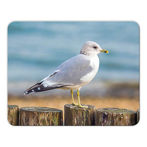 Addies Mousepad 'Möwe' schönes Mauspad Motiv mit Kautschuk Untermaterial, 24x19cm MP22 Addies Mousepad 'Möwe' schönes Mauspad Motiv mit Kautschuk Untermaterial, 24x19cm MP22 von Geist und Geschenk