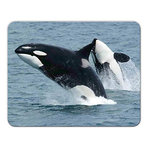 Addies Mousepad 'WAL' schönes Mauspad Motiv mit Kautschuk Untermaterial, 24x19cm - MP02 Addies Mousepad 'WAL' schönes Mauspad Motiv mit Kautschuk Untermaterial, 24x19cm - MP02 von Geist und Geschenk