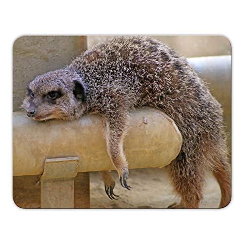 Geist und Geschenk Mousepad Erdmännchen Bedruckt, 24x19cm, Brillanter Digitaldruck MP02 von Geist und Geschenk