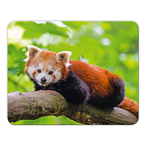 Mousepad Roter Panda von Geist und Geschenk, 24x19cm, brillanter Digitalidruck MP1 von Geist und Geschenk