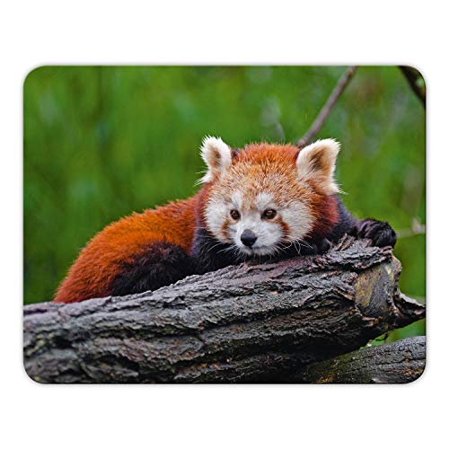 Mousepad Roter Panda von Geist und Geschenk, 24x19cm, brillanter Digitalidruck MP7 Mousepad Roter Panda von Geist und Geschenk, 24x19cm, brillanter Digitalidruck MP7 von Geist und Geschenk